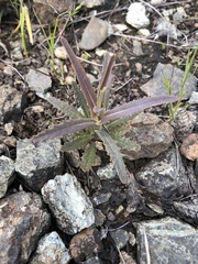 Streptanthus glandulosus niger