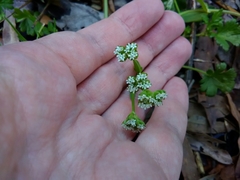 Valerianella