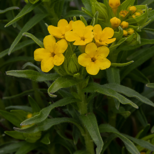 hairy puccoon