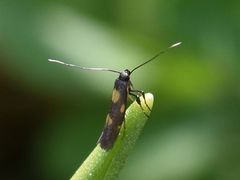 Euspilapteryx auroguttella