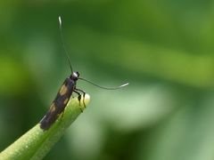 Euspilapteryx auroguttella