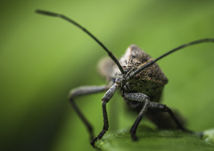 Physomerus grossipes