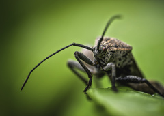 Physomerus grossipes