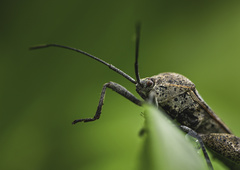 Physomerus grossipes