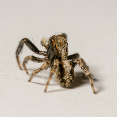 Pseudeuophrys lanigera