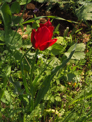 Tulipa agenensis
