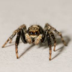 Pseudeuophrys lanigera
