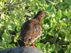 Zenaida galapagoensis