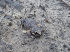 Pseudophryne bibronii