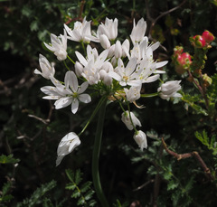 Allium trifoliatum
