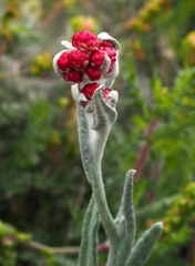 Helichrysum sanguineum