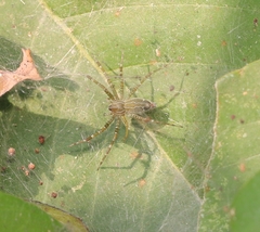 Dendrolycosa
