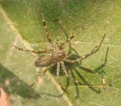 Dendrolycosa
