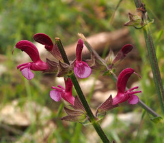 Salvia hierosolymitana