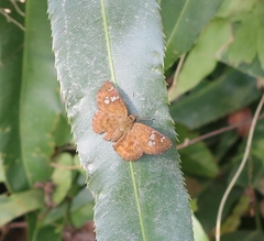 Pseudocoladenia