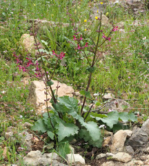 Salvia hierosolymitana