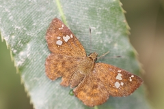 Pseudocoladenia