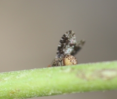 Homoneura trypetoptera