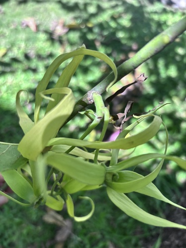 Cananga odorata observed 2026-05-11