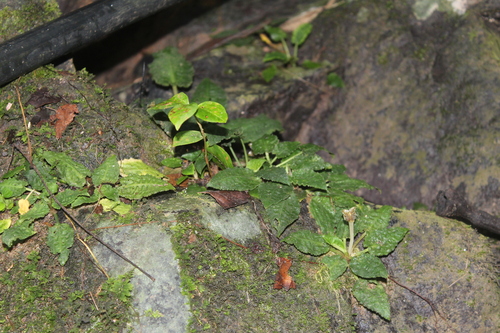 Cryptocoryne observed 2026-05-16
