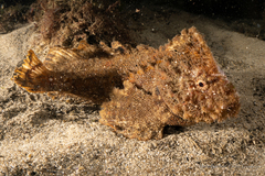 Aploactisoma milesii