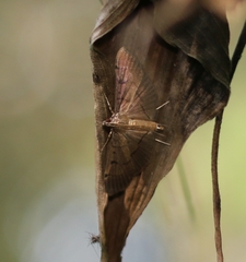 Bacotoma