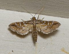 Hydriris chalybitis