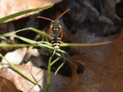 Nomada fulvicornis