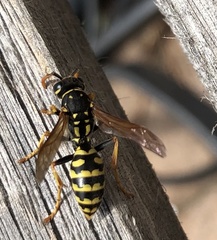 Polistes gallicus