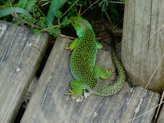 Timon lepidus ibericus