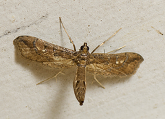 Hydriris chalybitis