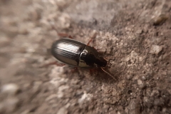 Amara familiaris