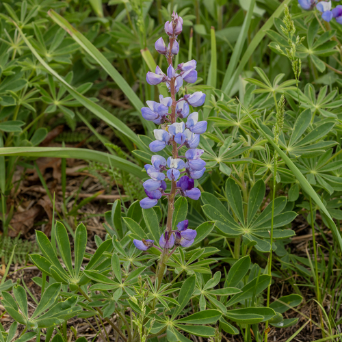 Wild Lupine