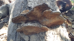 Fomitopsis pinicola