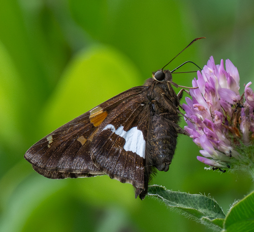 Silver-spotted Skipper