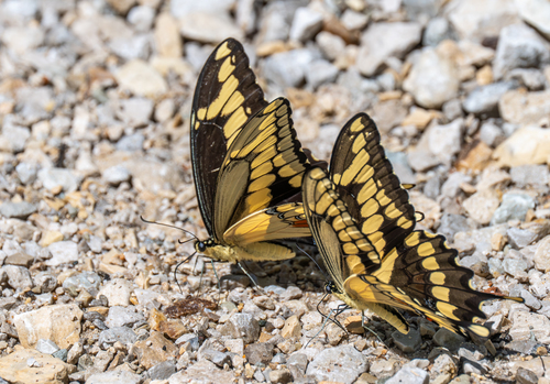 Eastern Giant Swallowtail