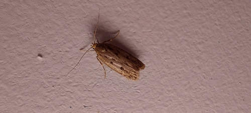 Brown House Moth