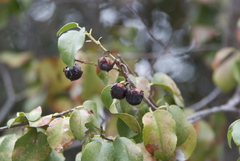 Prunus ilicifolia ilicifolia