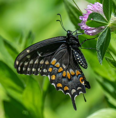 Eastern Black Swallowtail