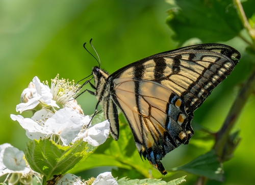 Eastern Tiger Swallowtail