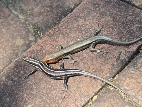 Common Five-lined Skink