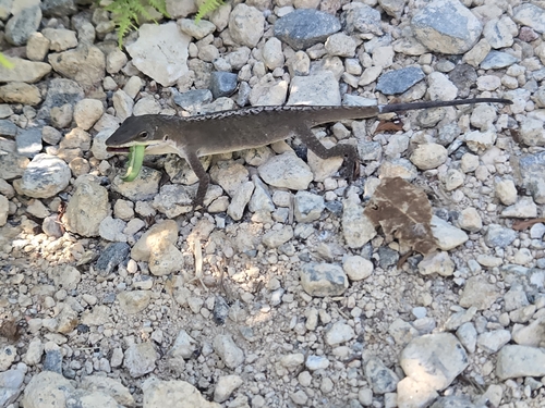 Anole