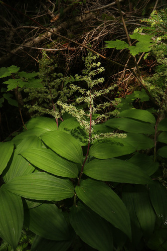 Maianthemum viridiflorum iNat (3)