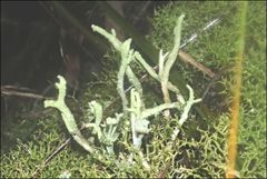 Cladonia corniculata