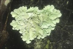 Flavoparmelia rutidota