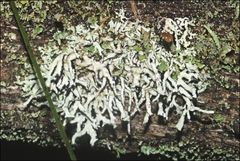 Hypogymnia subphysodes