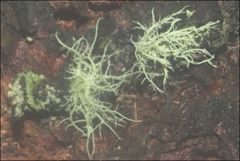 Usnea inermis