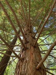 Sequoioideae