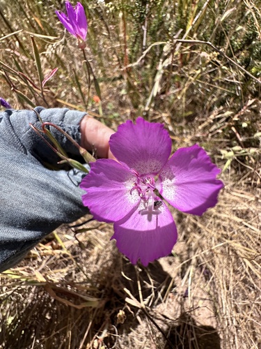 Clarkia lewisii, photograph 1