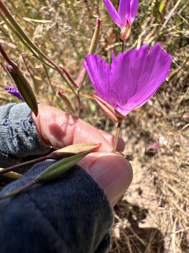 Clarkia lewisii, photograph 2